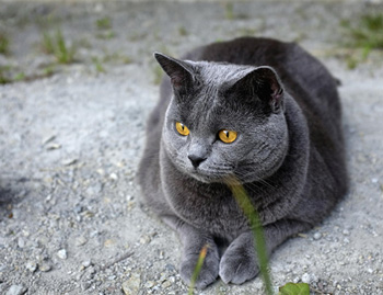 沙特尔猫怎么养（沙特尔猫多少钱一只以及价格 训练 智商)