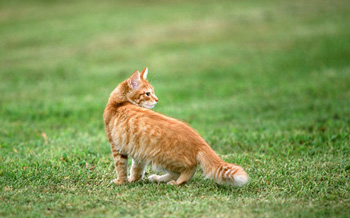 美国刚毛猫怎么养（美国刚毛猫多少钱一只以及价格 训练 智商)