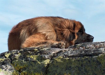 兰波格犬怎么养（兰波格犬多少钱一只以及价格 训练 智商)