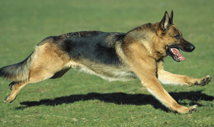 德国牧羊犬怎么养（德国牧羊犬多少钱一只以及价格 训练 智商)