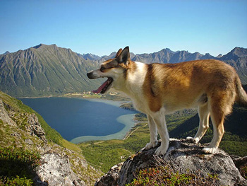 挪威伦德猎犬怎么养（挪威伦德猎犬多少钱一只以及价格 训练 智商)