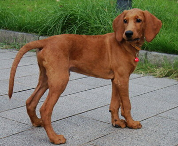 红骨猎浣熊犬怎么养（红骨猎浣熊犬多少钱一只以及价格 训练 智商)