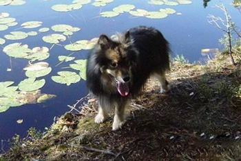 芬兰拉普猎犬怎么养（芬兰拉普猎犬多少钱一只以及价格 训练 智商)