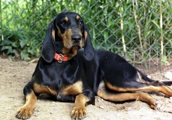 黑褐猎浣熊犬怎么养（黑褐猎浣熊犬多少钱一只以及价格 训练 智商)