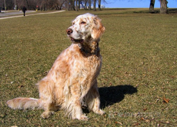 英格兰雪达犬怎么养（英格兰雪达犬多少钱一只以及价格 训练 智商)