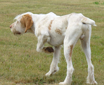 史毕诺犬怎么养（史毕诺犬多少钱一只以及价格 训练 智商)