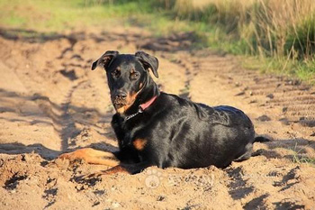 法国狼犬怎么养（法国狼犬多少钱一只以及价格 训练 智商)