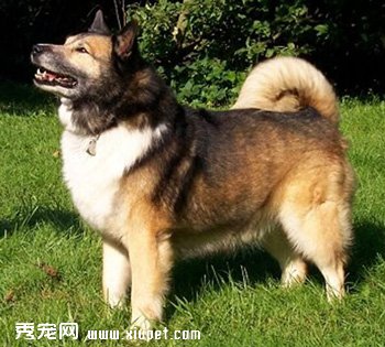 冰岛牧羊犬怎么养（冰岛牧羊犬多少钱一只以及价格 训练 智商)